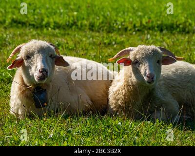 Zwei Scheichen, die auf der Wiese liegen und ruhen. Stockfoto