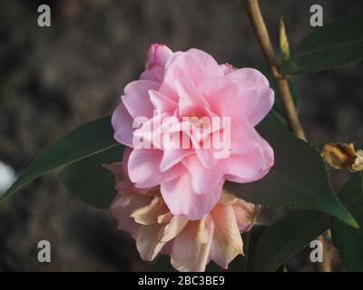 Einzelne blassrosa Camellia Blume Stockfoto