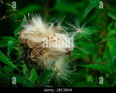 Nahaufnahme der trockenen Distelblüten mit sich ausbreitenden Samen während des Sommers, selektiver Fokussierung, grüner Hintergrund. Stockfoto