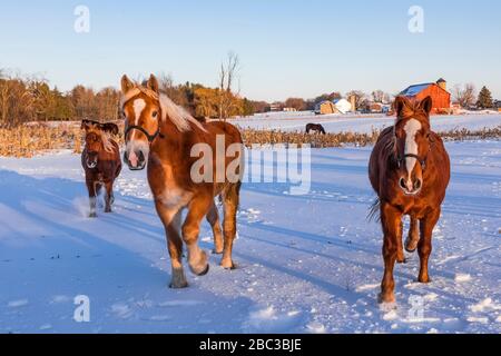 Amish arbeiten Pferde in einem verschneiten Feld bei Sonnenuntergang in Zentral-Michigan, USA Stockfoto