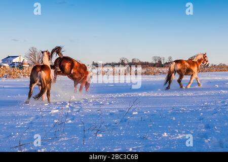 Amish Arbeitspferde, die bei Sonnenuntergang im Zentrum von Michigan, USA, in einem verschneiten Feld frisky werden Stockfoto