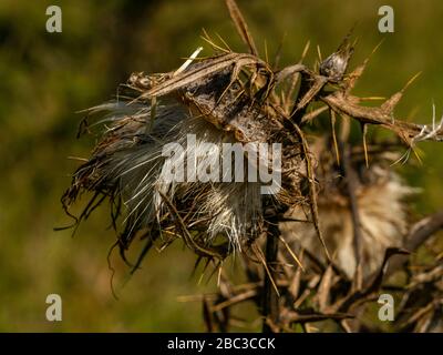 Nahaufnahme der trockenen Distelblüten mit sich ausbreitenden Samen während des Sommers, selektiver Fokussierung, grüner Hintergrund. Stockfoto