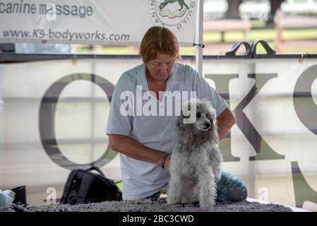 Kaninchenmassage Stockfoto