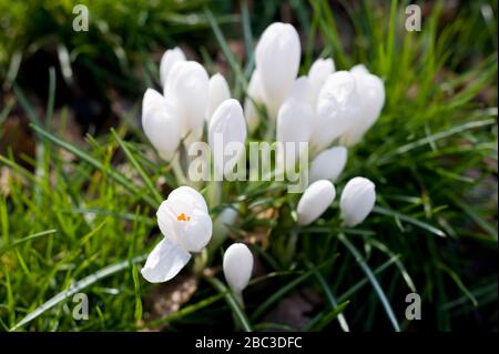 Eine kleine Gruppe weißer Krokusse, die aus dem Boden auftaucht, während der Frühling dem Vereinigten Königreich nähert. Stockfoto