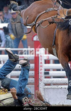 Ein Rodeo-Sattel-Bronc-Fahrer, der sich im Calgary Stampede Rodeo von einem Pferd schleuste Stockfoto