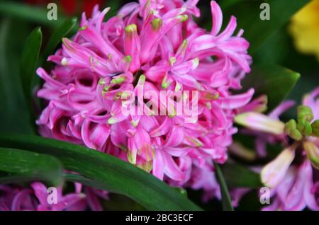 Natürliche Blumen aus nächster Nähe Stockfoto