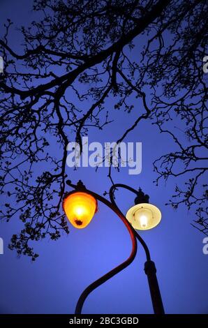 Beleuchtete Straßenlaternen Lichtmasten und Dachbaumzweige in der Abenddämmerung. Stockfoto