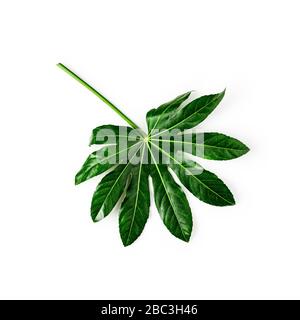 Grünes aralia-blatt, tropische Dschungelpflanze Fatsia japonica isoliert auf weißem Hintergrund Clipping-Pfad enthalten. Draufsicht, flache Lage, Designelement Stockfoto