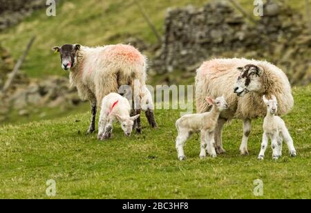 Jammern Sie Zeit in den Yorkshire Dales, England. Zwei Swaledale Maulwurfsleche (weibliche Schafe) mit ihren neugeborenen Lämmern. Im Hintergrund wallt ein trockener Stein. Stockfoto