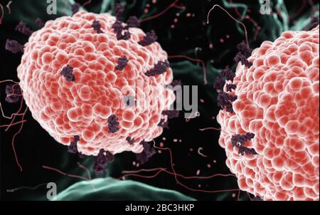 Coronavirus COVID-19 Mikroskopie greift menschliche Zellen an, 3D wird als mikroskopisches Bild im menschlichen Körper dargestellt, das auf SEM SARS-Fotos basiert Stockfoto