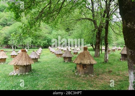 Auf der von Bäumen umgebenen Blumenwiese stehen Reihen von Holzbienen, die mit Strohhalm bedeckt sind. Wildgehee-Imkerei Stockfoto