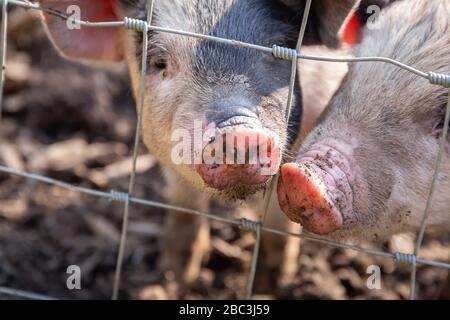 Saddleback Ferkel, sus scrofa domesticus, hinter der Absperrung eines Schweinestalls Stockfoto