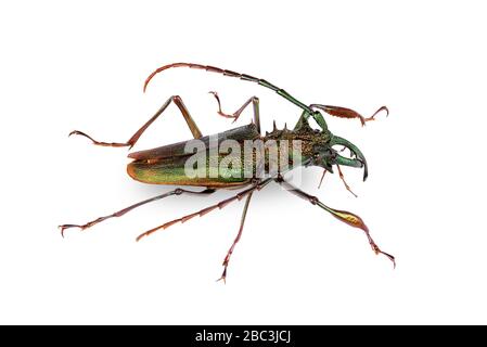 Makrofoto eines Psalidognathus friendi mit metallischem Akzent auf weißem Hintergrund Stockfoto