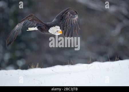 Der Weißkopfseeadler (Haliaetus leucocephalus) ist ein in Nordamerika vorgefundener Greifvogel. Stockfoto