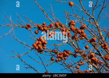 Äpfel, die im Winter in Zentral-Michigan, USA, an einem Baum zurückgelassen wurden Stockfoto