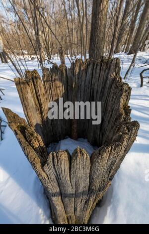Alter und hohler Baumstumpf am Naturreservat Bundy Hill in der Region von Isella Country, Michigan, USA Stockfoto