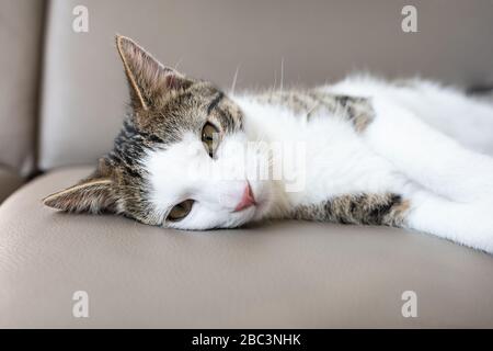 Niedliche junge Tabby-Katze, die auf Ledercouch liegt und schläfrig, traurig, müde oder depressiv aussieht. Nahaufnahme, selektiver Fokus, Kopierbereich Stockfoto