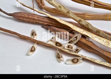 Moringa 'Moringa oleifera' trockene Samenschoten, auch Drumstick, Ben-Oil, Horse Radish & Golden Shower Tree genannt. Stockfoto