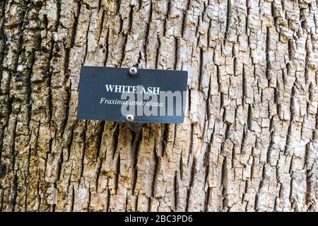 Weißer Ascherbaum in Brookgreen Gardens, historische Gärten für Skulpturen und Wildtiere in South Carolina. Stockfoto