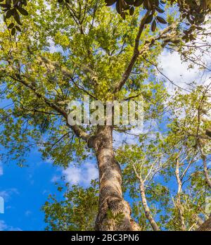 Weißer Ascherbaum in Brookgreen Gardens, historische Gärten für Skulpturen und Wildtiere in South Carolina. Stockfoto