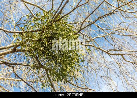 Mistel in Tree, Chepstow, Wales, Großbritannien Stockfoto