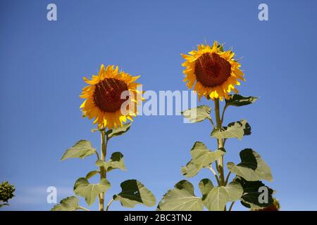 Zwei Sonnenblumen gegen blauen Himmel Stockfoto
