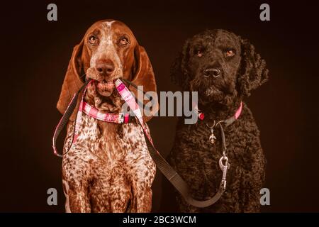 Portrait von zwei Hunden, Bracco und Barbet, Bracco Holding Lead Stockfoto