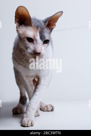 Cornish Rex-Katze auf weißem Hintergrund Stockfoto