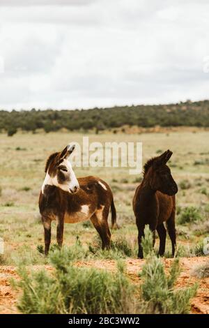 Zwei wilde Burros sehen links aus mit spitzen Ohren im BLM Land von Utah Stockfoto