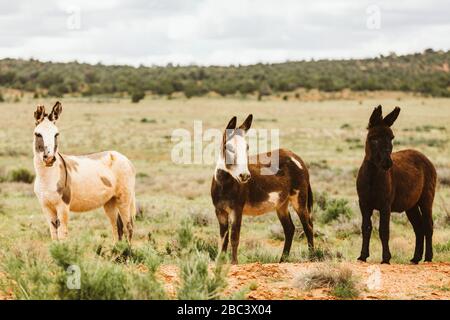 Drei wilde Esel posieren für Kamera auf blm Land in Zentral-utah Stockfoto