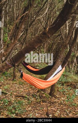 Zwei leere Hängematten hängen von Bäumen im Regenwald Stockfoto
