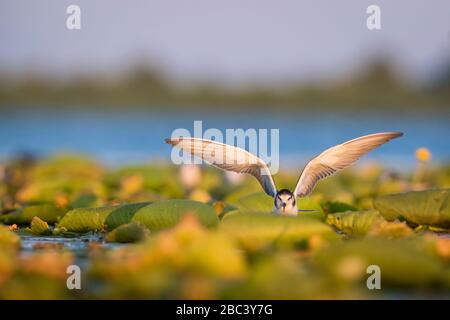 Schwarze Tern (Chlidonias niger) bei der Landung über Wasservegetation. Nemunas Delta. Litauen. Stockfoto