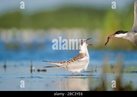 Geflüsterte Tern (Chlidonias hybrida) Erwachsene, die jung füttern. Nemunas Delta. Litauen. Stockfoto