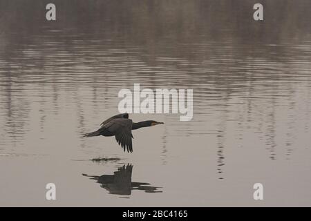 Der große Kormoran fliegt am frühen Morgen auf Wasserniveau über einen Fluss, ein dunkel gefärbter Wasservogel, der auch Great Black Cormorant genannt wird Stockfoto