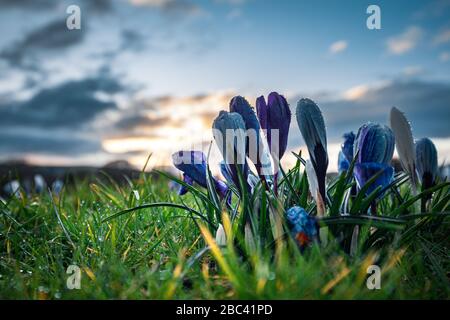 Blühen Sie Crocus Blumen auf frischem grünem Gras bei Sonnenuntergang. Shropshire in Großbritannien Stockfoto