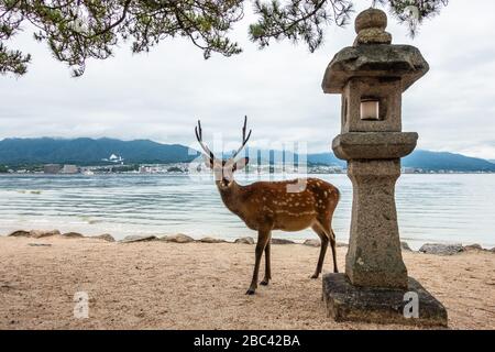 Ein wilder Hirsch auf der Miyajima-Insel (Itsukushima) in der Nähe einer Steinlaterne, Japan Stockfoto