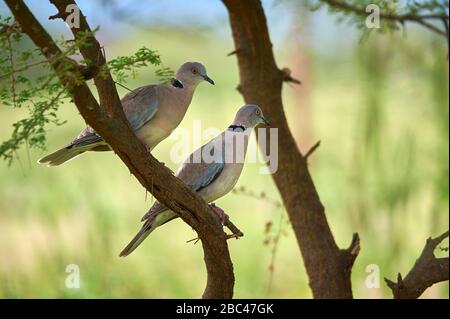 Ein Paar afrikanischer Trauerdove, die in einem Akazienbaum sitzt Stockfoto