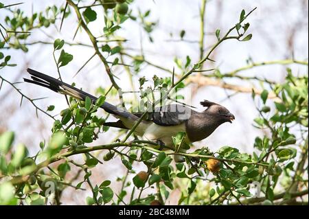 Ein Weißbauch-Go-Away-Bird in der afrikanischen Savanna, der sich von etwas gelber Frucht ernährt Stockfoto