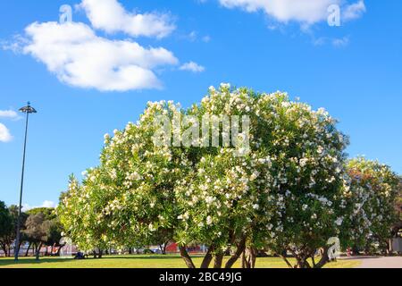 Stadtpark mit blühenden Bäumen im Frühjahr Stockfoto