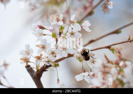 Eine Bumblebee (Bombus), die Pollen aus Kirschblüten auf Pastellgrund erntet. Frühlings-, Tier- und Bestäubungskonzept, bedrohte Arten Stockfoto