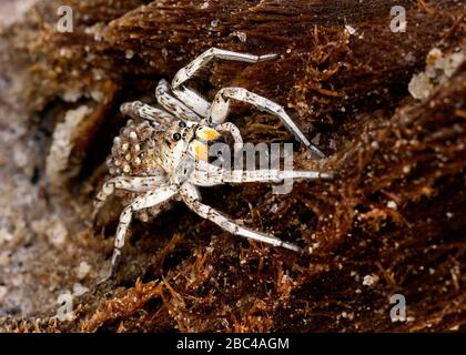 Weiße weibliche Wolfspinne, die Babys auf dem Rücken trägt Stockfoto