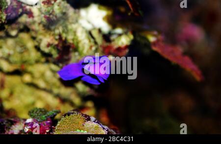 Orchidee Dottyback Salzwasserfisch - Pseudochromis fridmani Stockfoto