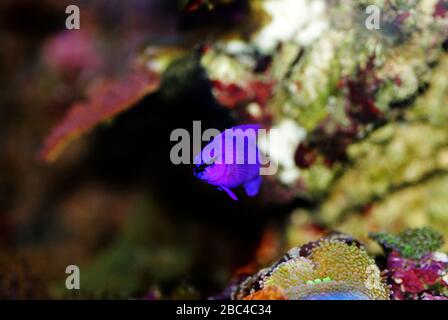 Orchidee Dottyback Salzwasserfisch - Pseudochromis fridmani Stockfoto