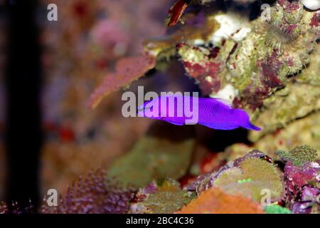 Orchidee Dottyback Salzwasserfisch - Pseudochromis fridmani Stockfoto
