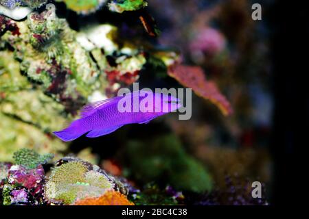 Orchidee Dottyback Salzwasserfisch - Pseudochromis fridmani Stockfoto