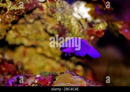 Orchidee Dottyback Salzwasserfisch - Pseudochromis fridmani Stockfoto