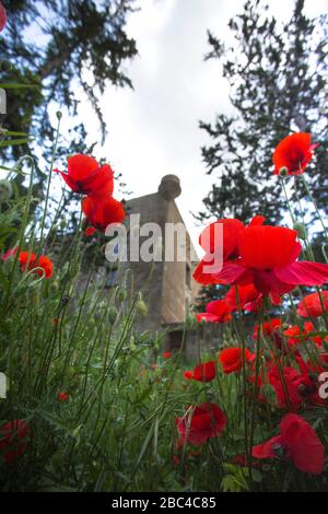 Blick auf die alte Burg Montsonís mit Mohnblumen im Vordergrund. Stockfoto