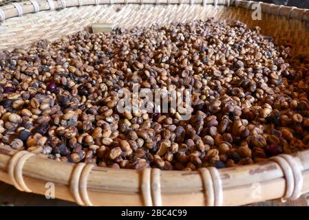 Weasel feces mit eingebetteten Kaffeebohnen Stockfoto