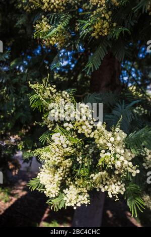 Blühende weiße Mimosa auf Baumzweig Stockfoto