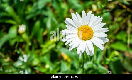 Schließen Sie weiße Sonnenblumen in einem Blumengarten Stockfoto
